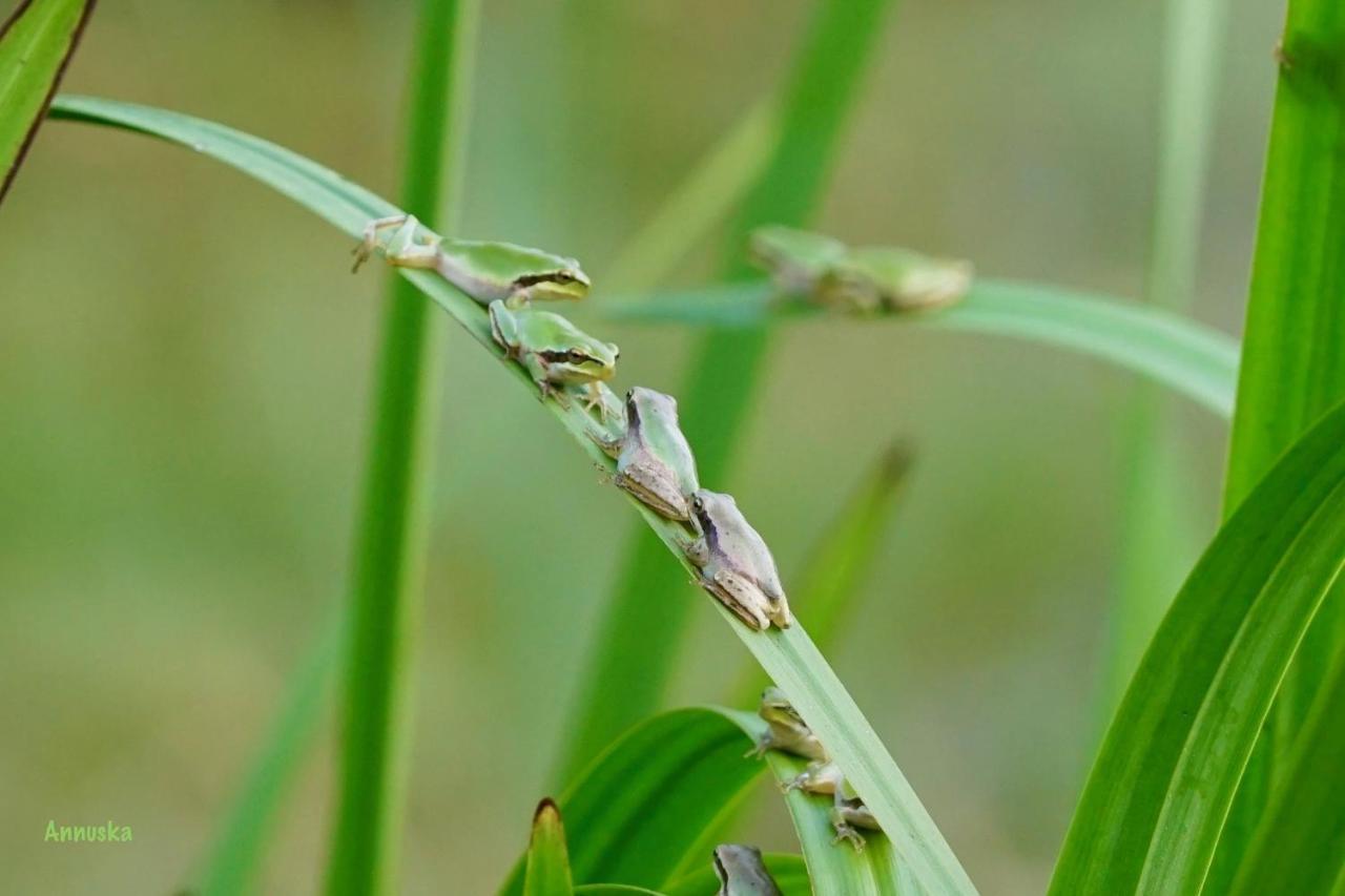 Pipowagen prachtig gelegen midden in de natuur Sainte-Nathalène Buitenkant foto