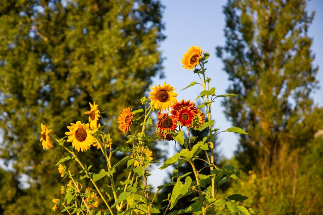 Pipowagen prachtig gelegen midden in de natuur Sainte-Nathalène Buitenkant foto